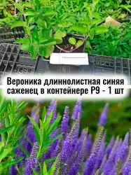Вероника длиннолистная синяя многолетние цветы саженец