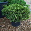 foto-el-nidiformis-chelsea-garden-foto